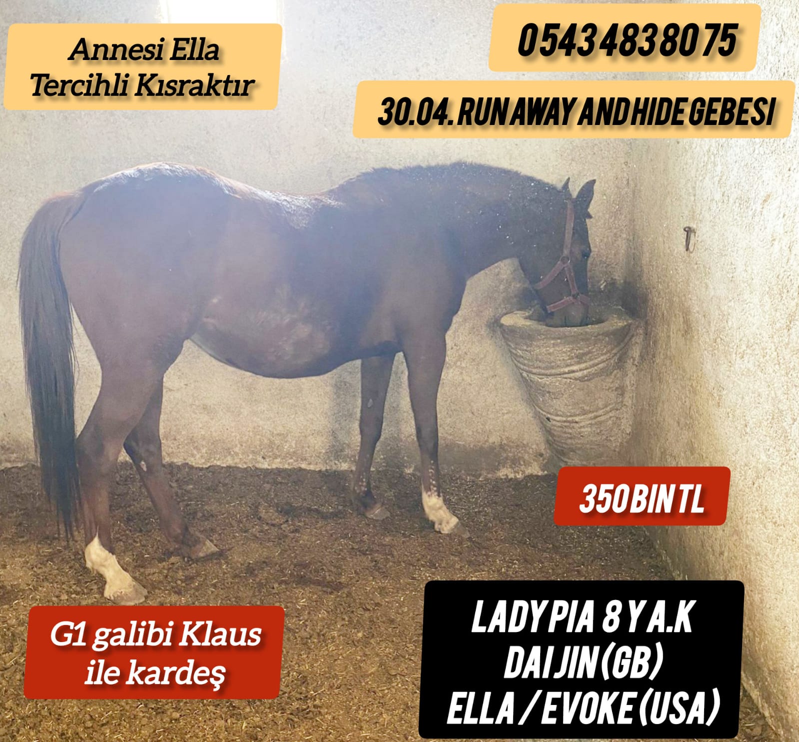 30 Nisan Run Away And Hide gebesi annesi tercihli kısrakDai Jin Kızı damızlık Lady Pia 350 bin tl.